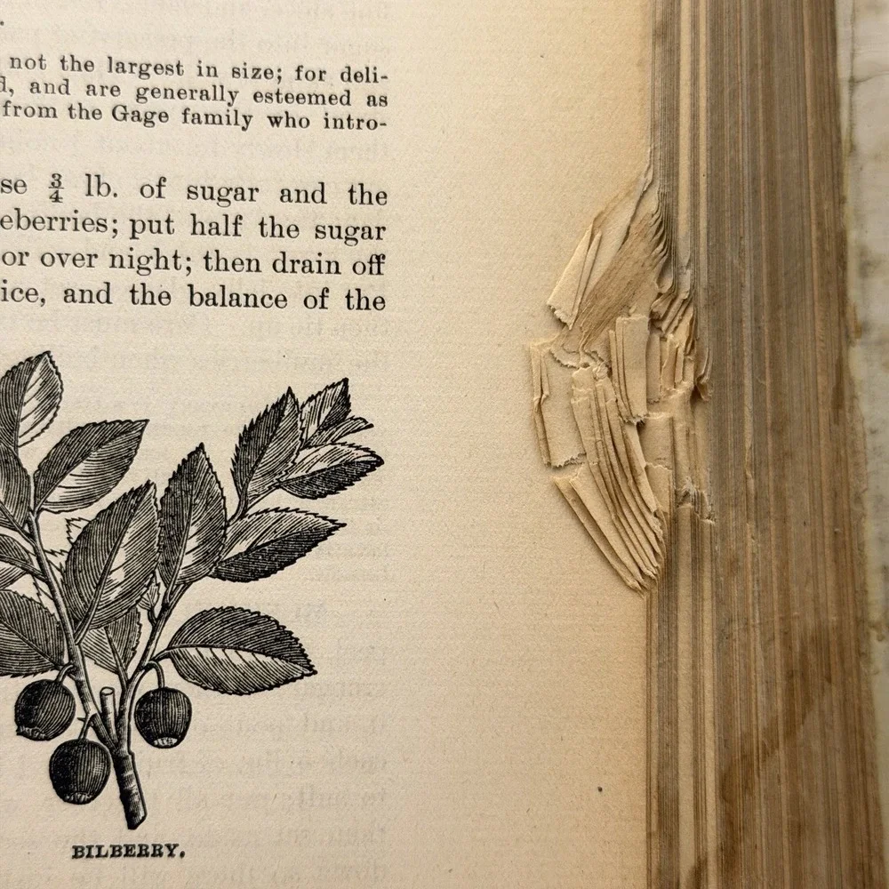 Antique‎ 1900 Cookbook Twentieth Century Cook Book And Practical Housekeeping HC